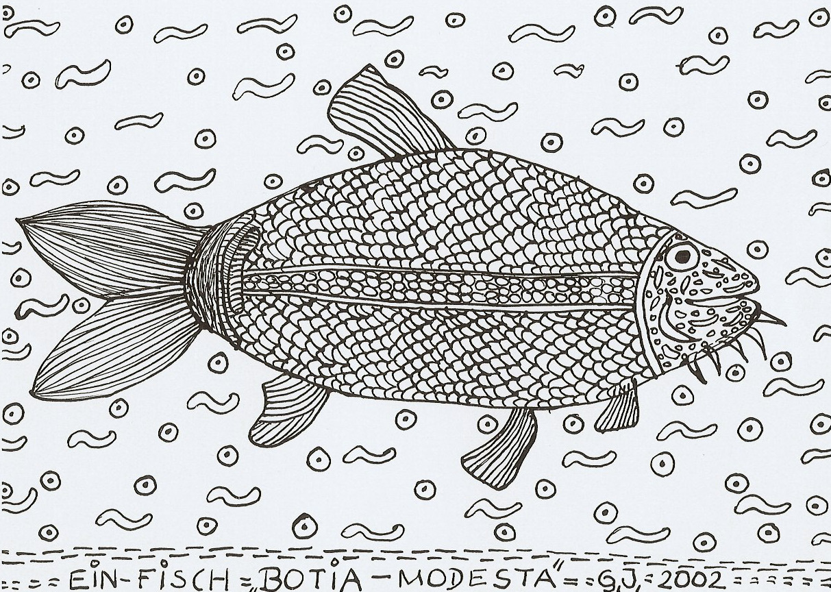 Ein Fisch Botia Modesta